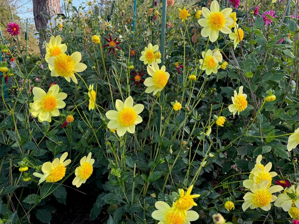 Dahlia 'Sandia Sunbonnet' (Sandia Sunbonnet Dahlia) — Northwest Blooms